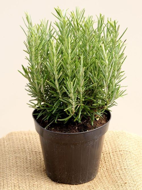 rosemary