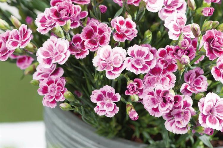 dianthus