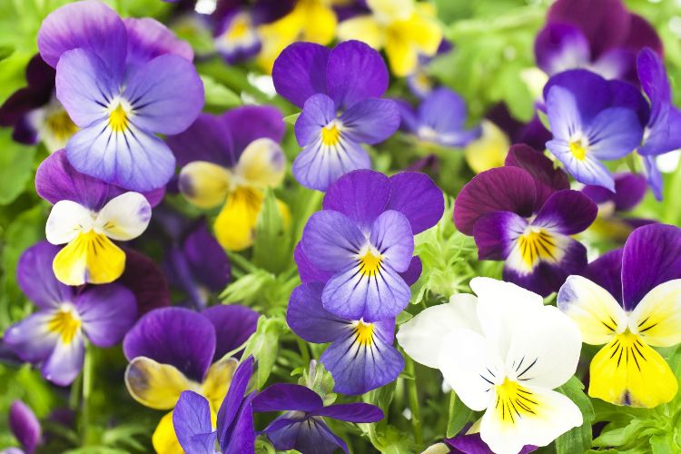 pansies