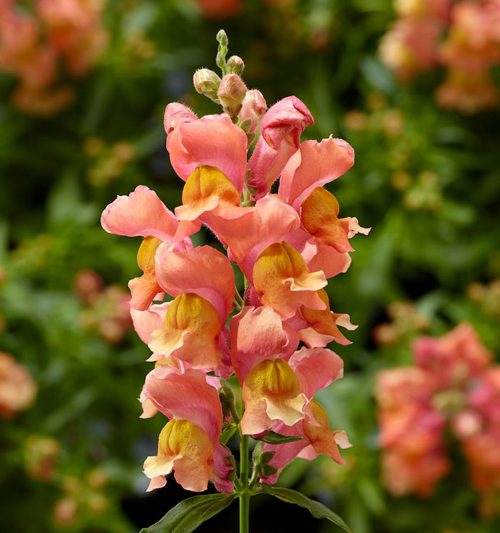 snapdragon