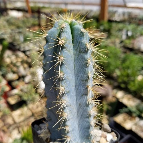 blue-columnar-cactus