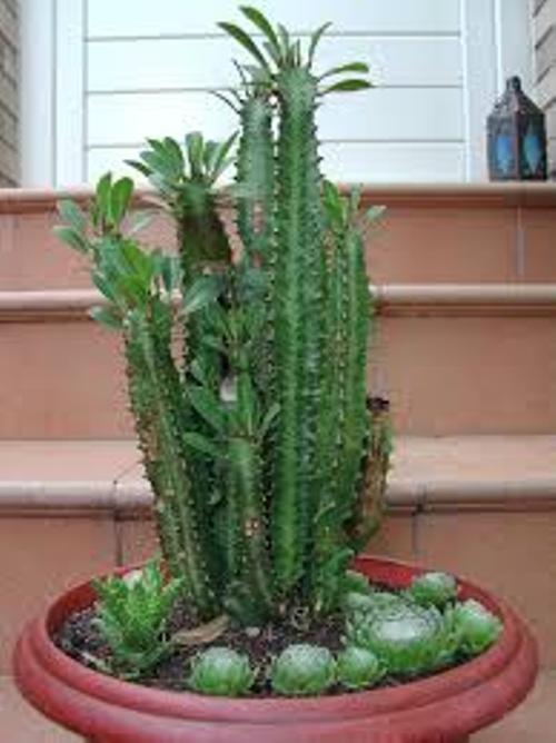 african-milk-cactus