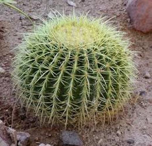 barrel-cactus