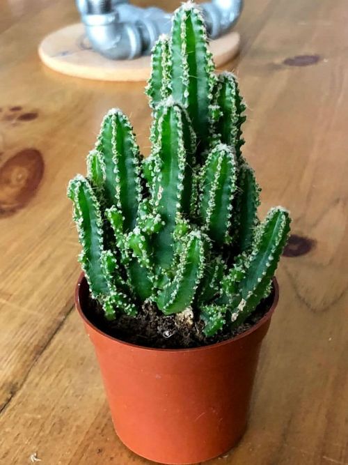 fairy-cast;e-cactus