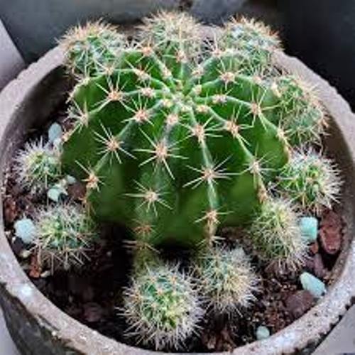 parodia